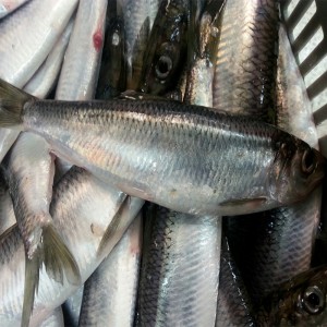 Замороженная сельдь