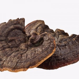 Ganoderma Lucidum