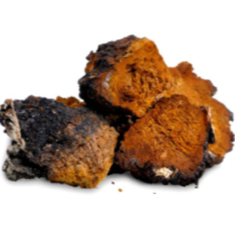 Ingaotus гриба Chaga не заботится о здоровье