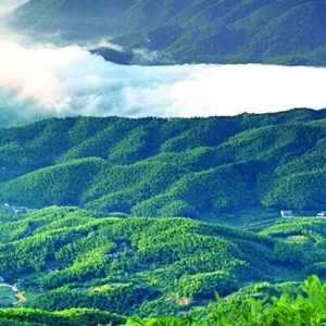 чай в чжэси хунань аньхуа чай для здоровья чай