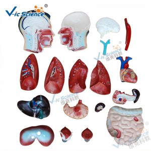 Медицинская анатомия человеческого тела модель 85 см мужской торс модель 19 частей