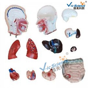 Модель мужского торса 42см, модель 13см, модель медицинского обучения