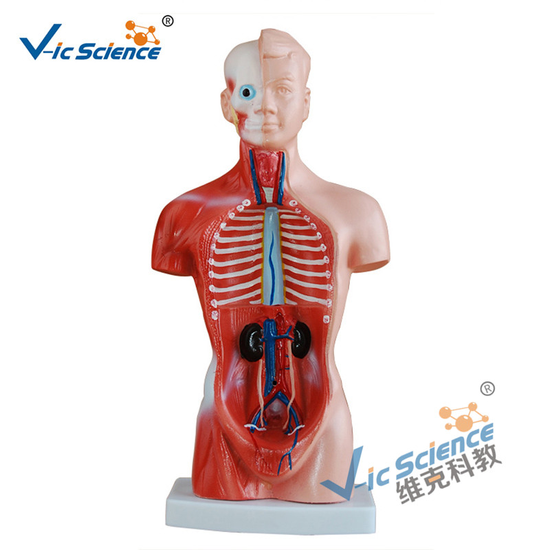 Модель тела 15 частей тела торса 26CM модель тела анатомии
