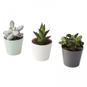 Искусственные суккуленты