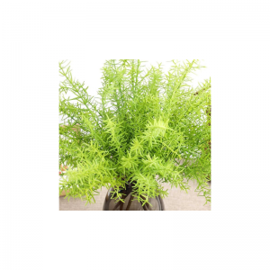 Искусственный папоротник из морских водорослей