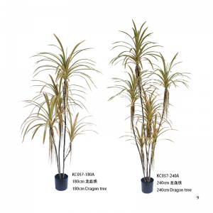 Драконовое дерево