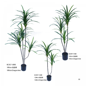 Драконовое дерево