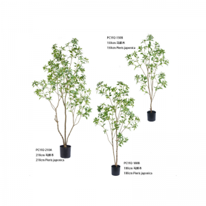 Пиерис японский