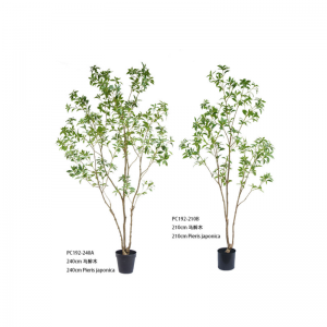 Пиерис японский